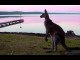 Shoalhaven