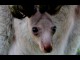 Shoalhaven