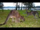 Shoalhaven